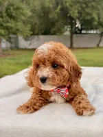 Ethan F1bb Mini Cavapoo , a male Cavapoo for sale in Frostproof, FL – 7 of 10