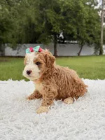 Romy - Toy , a female Miniature Goldendoodle for sale in Frostproof, FL – 4 of 10