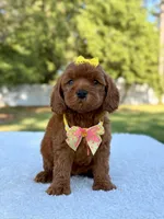 Flower - Toy , a female Miniature Bernedoodle for sale in Frostproof, FL – 8 of 10