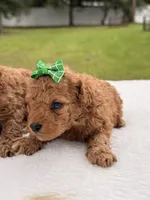Sadie - Micro Goldendoodle , a female Miniature Goldendoodle for sale in Frostproof, FL – 3 of 4