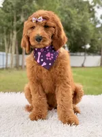 Penelope F1b Standard Goldendoodle, a female Goldendoodle for sale in Frostproof, FL – 4 of 10
