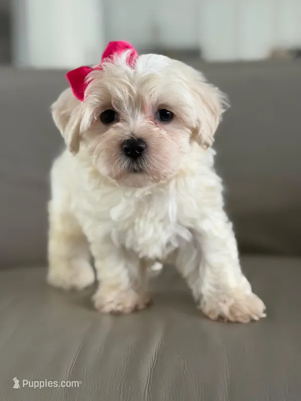 Princess  – Morkie puppy for sale in Frostproof, FL
