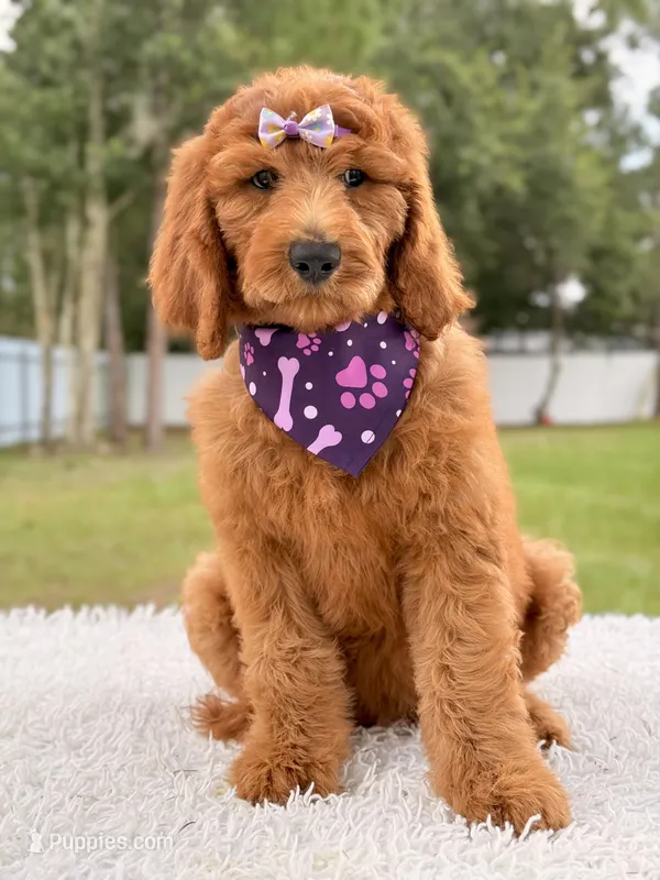 Penelope F1b Standard Goldendoodle – Goldendoodle puppy for sale in Frostproof, FL