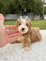 Romy - Toy , a female Miniature Goldendoodle for sale in Frostproof, FL – 3 of 10