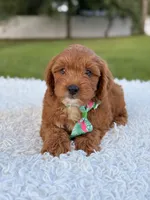 Robert  - Toy , a male Miniature Goldendoodle for sale in Frostproof, FL – 1 of 10