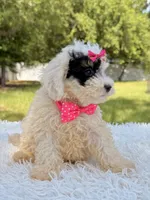 Gypsy , a female Miniature Bernedoodle for sale in Frostproof, FL – 10 of 10