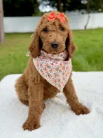 Emma - F1b Standard Goldendoodle , a female Goldendoodle for sale in Frostproof, FL – 5 of 9