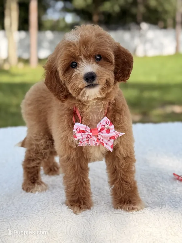 Sky - F1bb Micro Goldendoodle  – Miniature Goldendoodle puppy for sale in Frostproof, FL