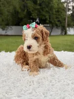 Romy - Toy , a female Miniature Goldendoodle for sale in Frostproof, FL – 7 of 10