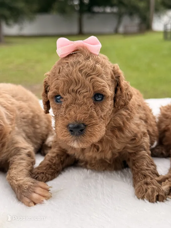 Sandy - F1bb Micro Goldendoodle  – Miniature Goldendoodle puppy for sale in Frostproof, FL