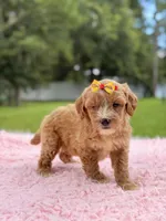 Sky - F1bb Micro Goldendoodle , a female Miniature Goldendoodle for sale in Frostproof, FL – 6 of 10