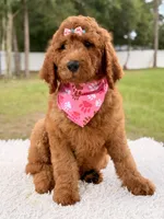 Precious F1b Standard Female , a female Goldendoodle for sale in Frostproof, FL – 10 of 10
