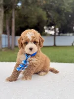Duke - Toy, a male Miniature Goldendoodle for sale in Frostproof, FL – 2 of 8