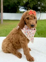 Emma - F1b Standard Goldendoodle , a female Goldendoodle for sale in Frostproof, FL – 8 of 9