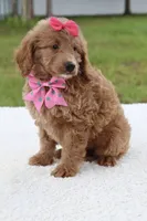 Hope - Minj , a female Goldendoodle and Miniature Goldendoodle for sale in Frostproof, FL – 2 of 7