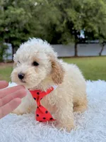 Gio - Mini Bernedoodle , a male Miniature Bernedoodle for sale in Frostproof, FL – 8 of 8