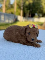 Cora - F1bb Toy Goldendoodle female , a female Goldendoodle and Miniature Goldendoodle for sale in Frostproof, FL – 8 of 9