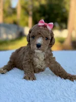 Carly - F1bb Toy Goldendoodle , a female Goldendoodle and Miniature Goldendoodle for sale in Frostproof, FL – 4 of 7