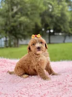 Sky - F1bb Micro Goldendoodle , a female Miniature Goldendoodle for sale in Frostproof, FL – 7 of 10
