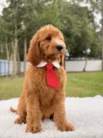 Peanut, a male Goldendoodle for sale in Frostproof, FL – 9 of 9