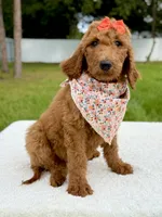 Emma - F1b Standard Goldendoodle , a female Goldendoodle for sale in Frostproof, FL – 1 of 9