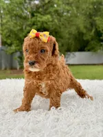 Rosie - Toy , a female Miniature Goldendoodle for sale in Frostproof, FL – 2 of 10