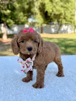 Kathy - Toy , a female Miniature Bernedoodle for sale in Frostproof, FL – 8 of 8