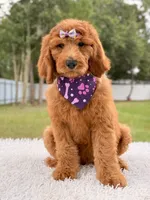 Penelope F1b Standard Goldendoodle, a female Goldendoodle for sale in Frostproof, FL – 3 of 10
