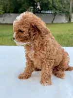 Eddie - F1bb Mini Cavapoo , a male Cavapoo for sale in Frostproof, FL – 8 of 10