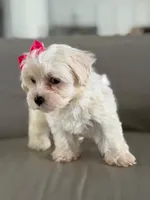 Princess , a female Morkie for sale in Frostproof, FL – 9 of 10