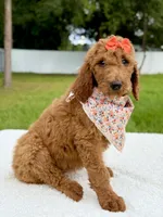 Emma - F1b Standard Goldendoodle , a female Goldendoodle for sale in Frostproof, FL – 2 of 9