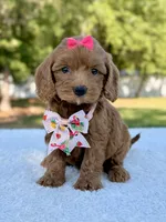 Kathy - Toy , a female Miniature Bernedoodle for sale in Frostproof, FL – 3 of 8