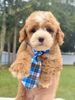 Duke - Toy, a male Miniature Goldendoodle for sale in Frostproof, FL – 6 of 8