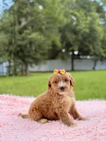 Sky - F1bb Micro Goldendoodle , a female Miniature Goldendoodle for sale in Frostproof, FL – 8 of 10