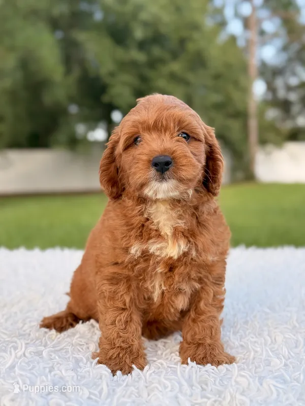 Robert  - Toy  – Miniature Goldendoodle puppy for sale in Frostproof, FL