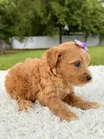 Reese - Toy , a female Miniature Goldendoodle for sale in Frostproof, FL – 4 of 8