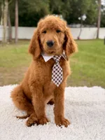 Peter F1b Standard Goldendoodle , a male Goldendoodle for sale in Frostproof, FL – 8 of 8