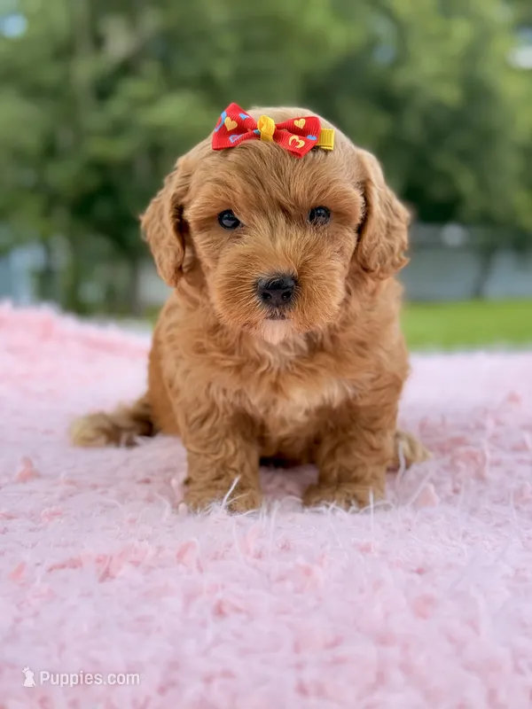Sasha - F1bb Micro Goldendoodle  – Miniature Goldendoodle puppy for sale in Frostproof, FL