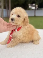 Dallas - Toy Goldendoodle , a male Miniature Goldendoodle for sale in Frostproof, FL – 8 of 8