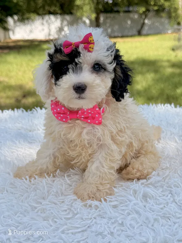 Gypsy  – Miniature Bernedoodle puppy for sale in Frostproof, FL