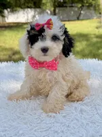 Gypsy , a female Miniature Bernedoodle for sale in Frostproof, FL – 1 of 10
