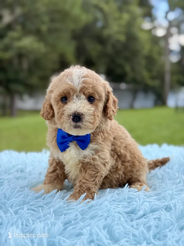 Sammy - F1bb Micro Goldendoodle  – Miniature Goldendoodle puppy for sale in Frostproof, FL