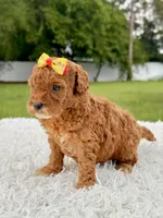 Rosie - Toy , a female Miniature Goldendoodle for sale in Frostproof, FL – 5 of 10
