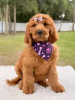 Penelope F1b Standard Goldendoodle, a female Goldendoodle for sale in Frostproof, FL – 2 of 10