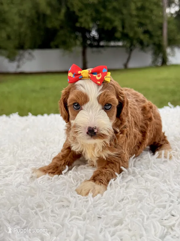 Rylee - toy  – Miniature Goldendoodle puppy for sale in Frostproof, FL