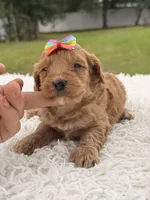 Sasha - F1bb Micro Goldendoodle , a female Miniature Goldendoodle for sale in Frostproof, FL – 7 of 9