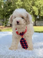Galaxy , a male Miniature Bernedoodle for sale in Frostproof, FL – 4 of 10