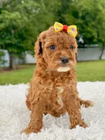 Rosie - Toy , a female Miniature Goldendoodle for sale in Frostproof, FL – 3 of 10