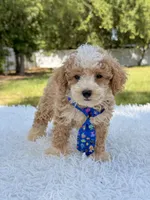 Goofy - Mini Bernedoodle , a male Miniature Bernedoodle for sale in Frostproof, FL – 3 of 10