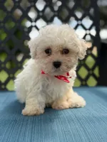 Sammy, a male Morkie for sale in Frostproof, FL – 3 of 6